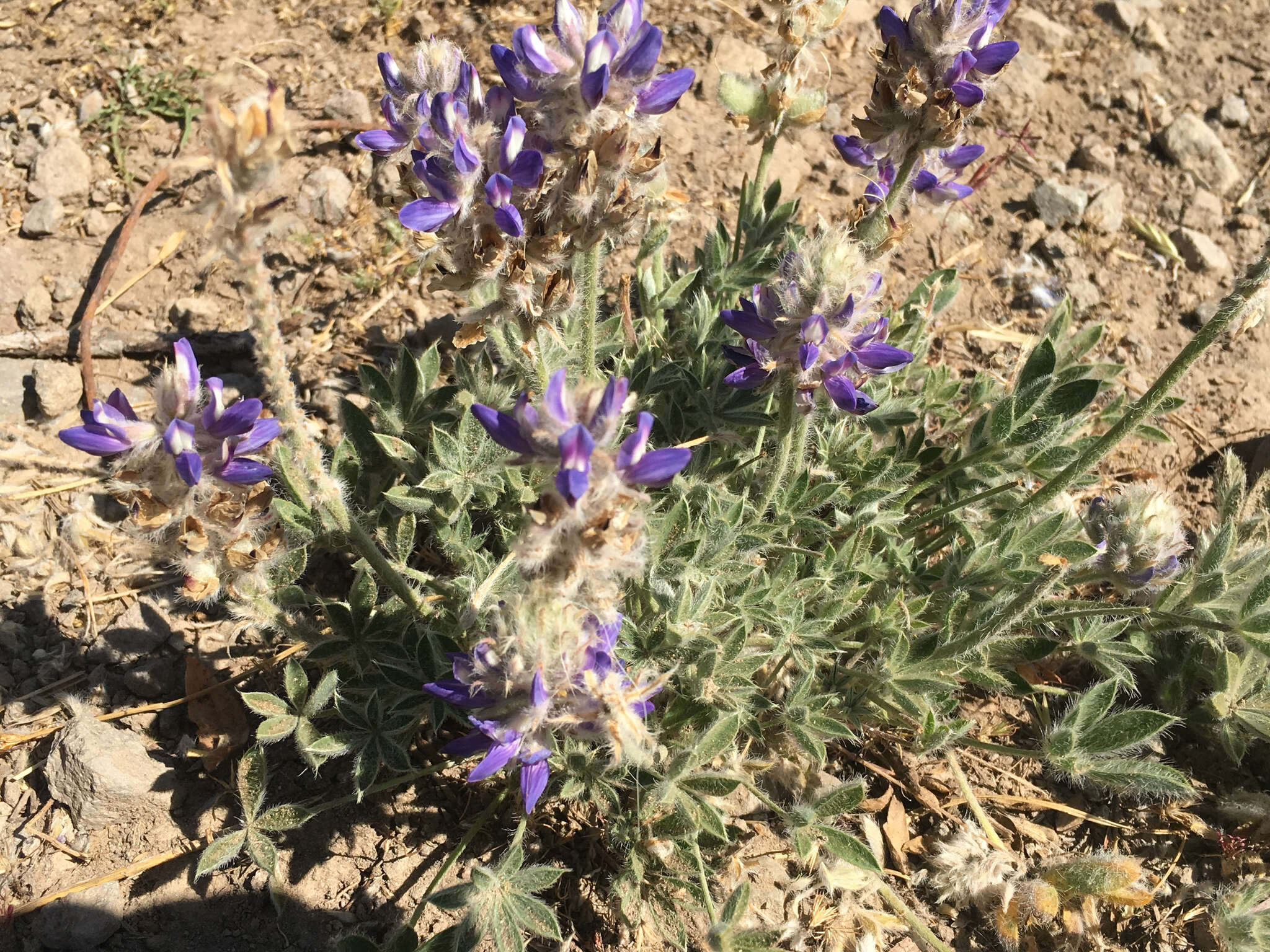 Image de Lupinus breweri A. Gray