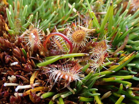 Image of New Zealand sundew