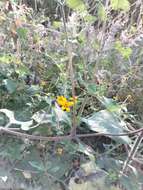 Image of annual bushsunflower