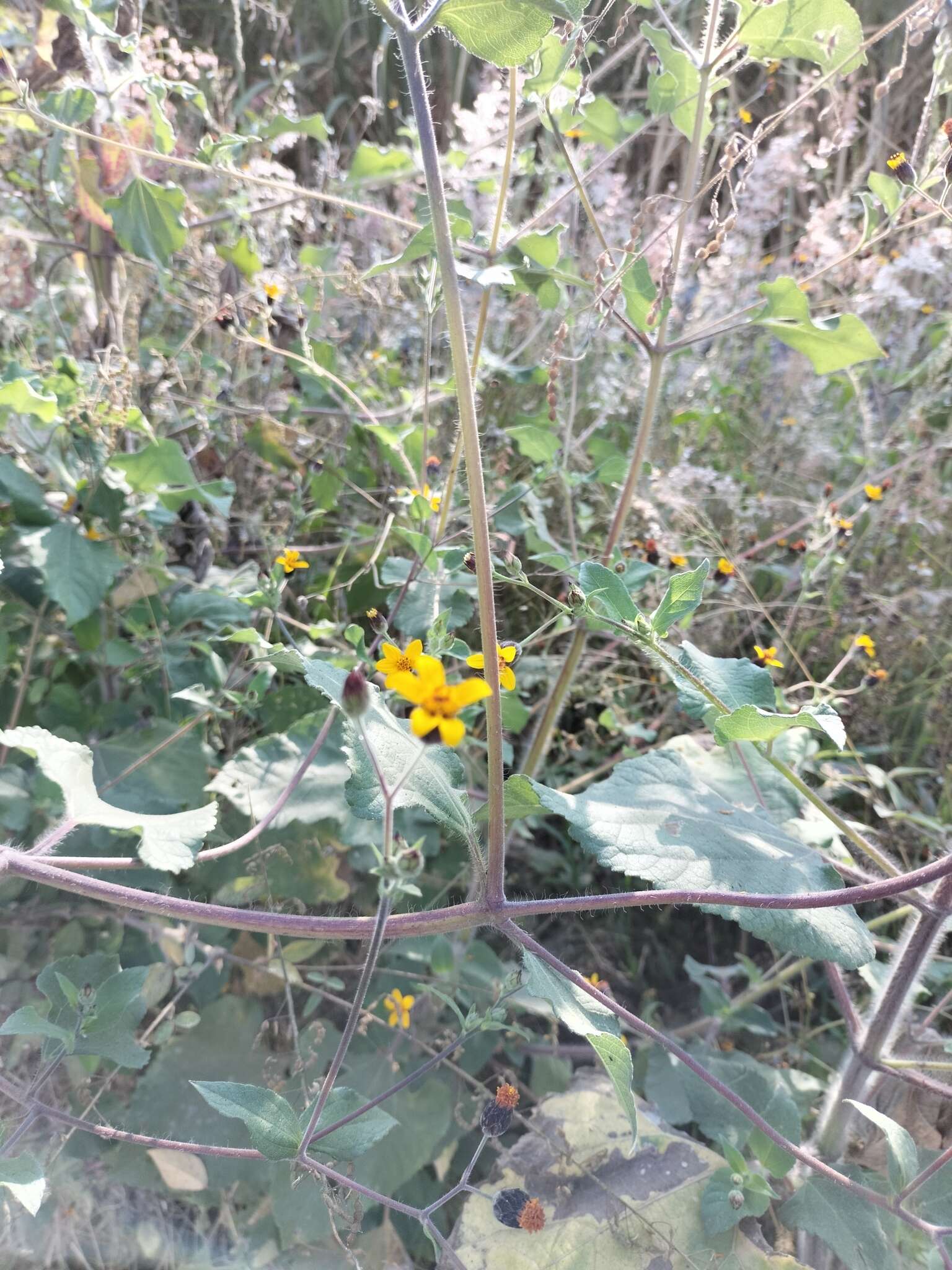 Image of annual bushsunflower