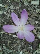 Image of Colchicum lusitanum Brot.