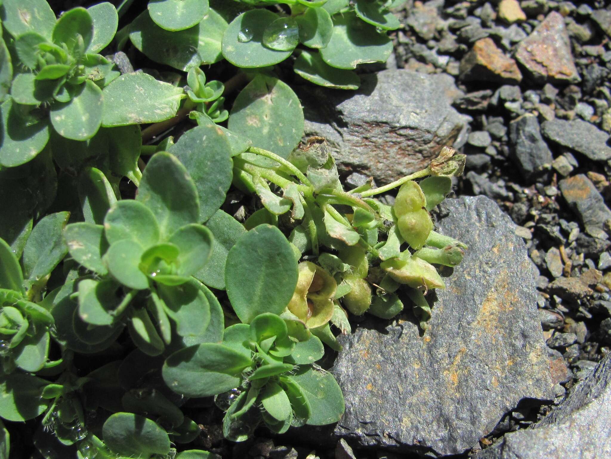 Sivun Veronica telephiifolia subsp. glareosa (Somm. & Levier) M. Fisch. kuva