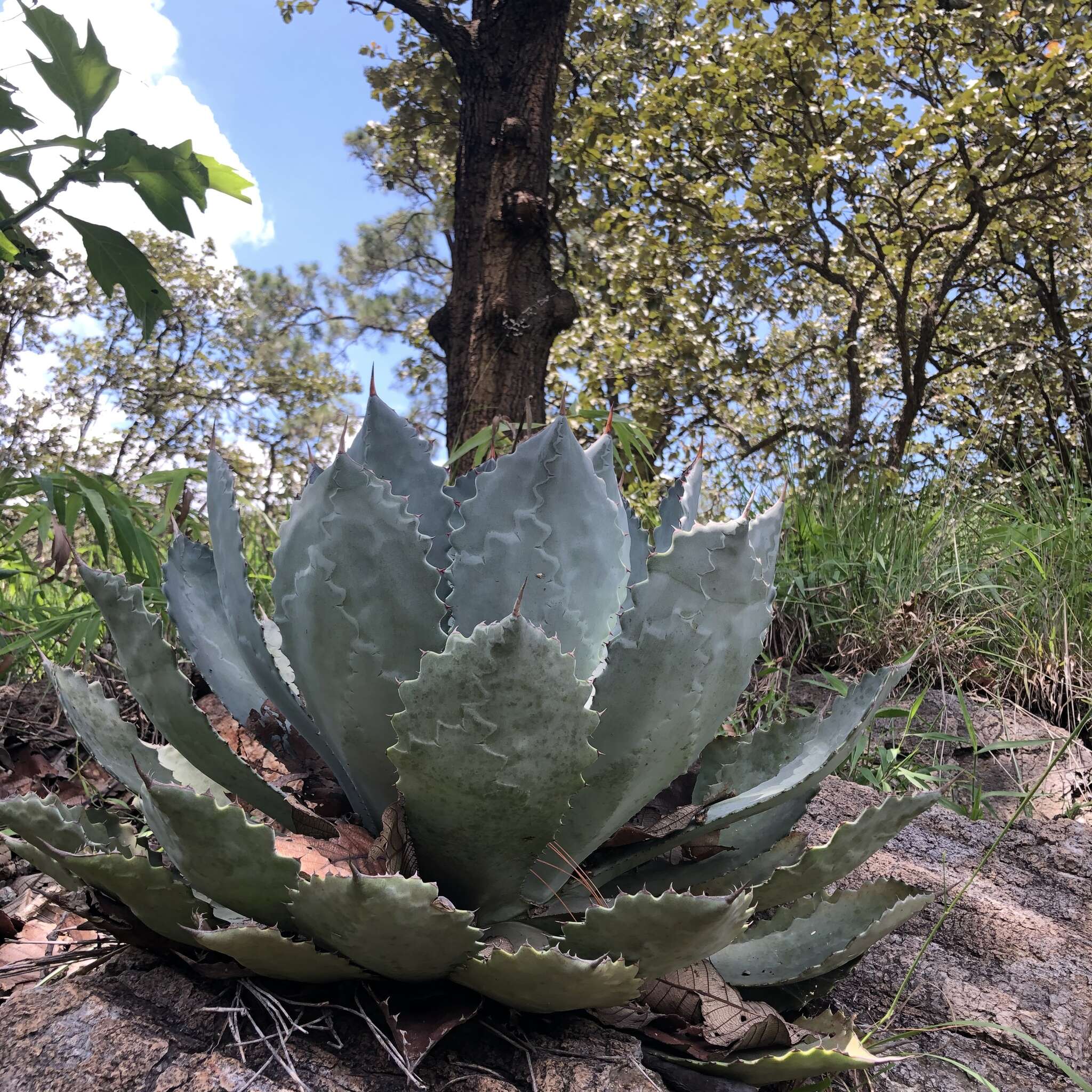 Plancia ëd Agave guadalajarana Trel.