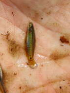 Image of Pygmy killifish