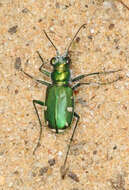 Image of Cicindela (Cicindela) scutellaris rugifrons Dejean 1825