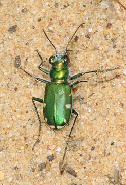 Image of Cicindela (Cicindela) scutellaris rugifrons Dejean 1825