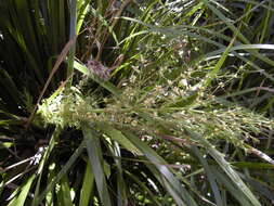 Image of Lomandra hystrix (R. Br.) L. R. Fraser & Vickery