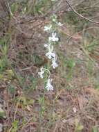 Image de Linaria chalepensis (L.) Mill.