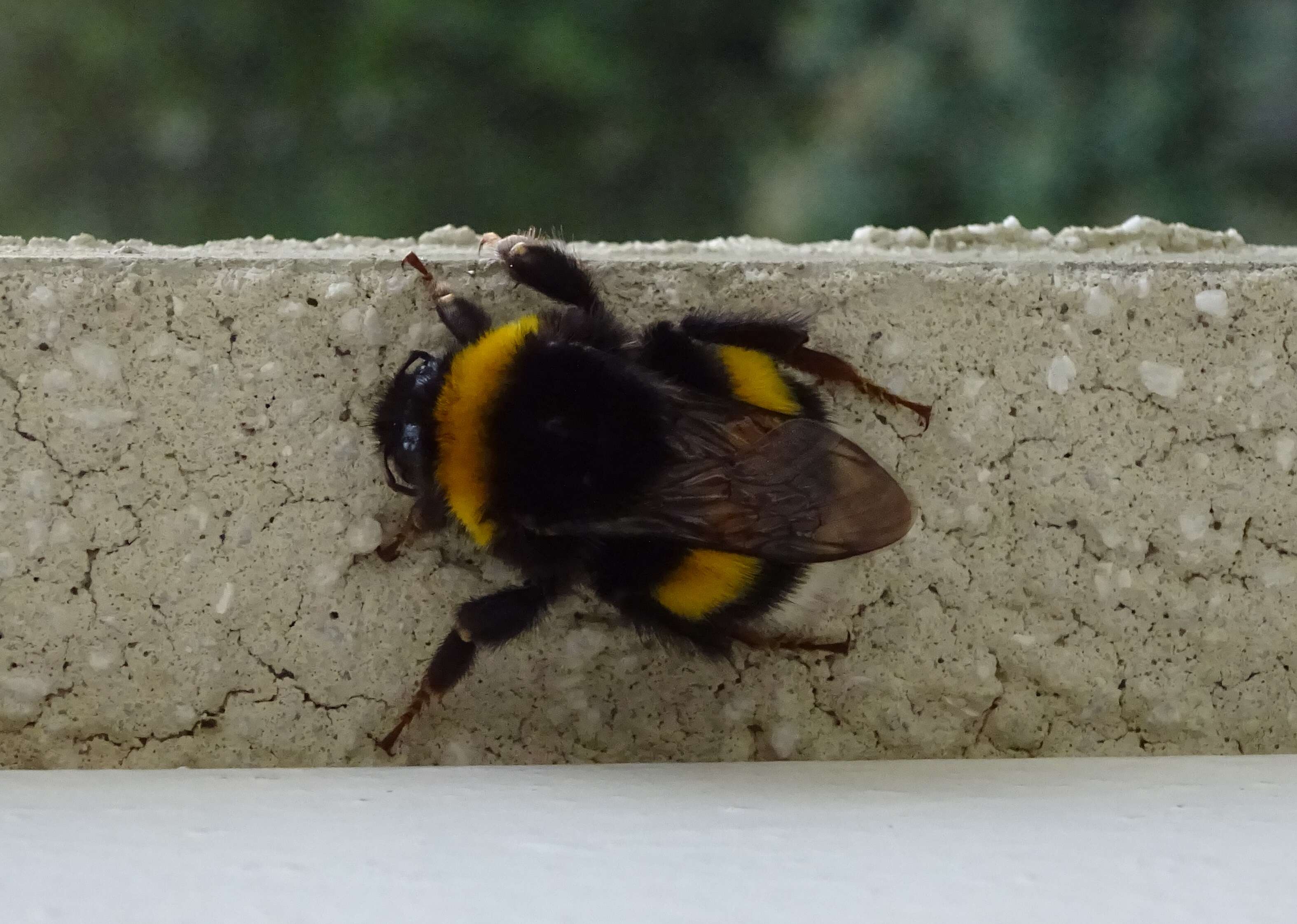 Image of Buff-tailed bumblebee