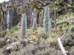 Image of Lobelia telekii Schweinf.