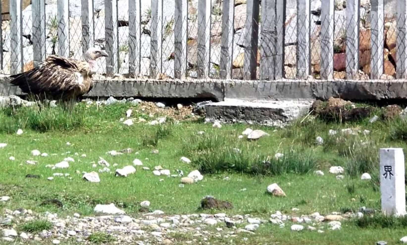 Image of Himalayan Griffon