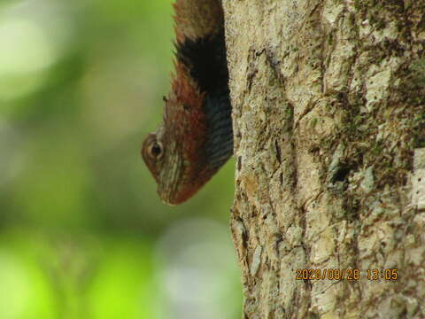 Image of Lundell's Spiny Lizard