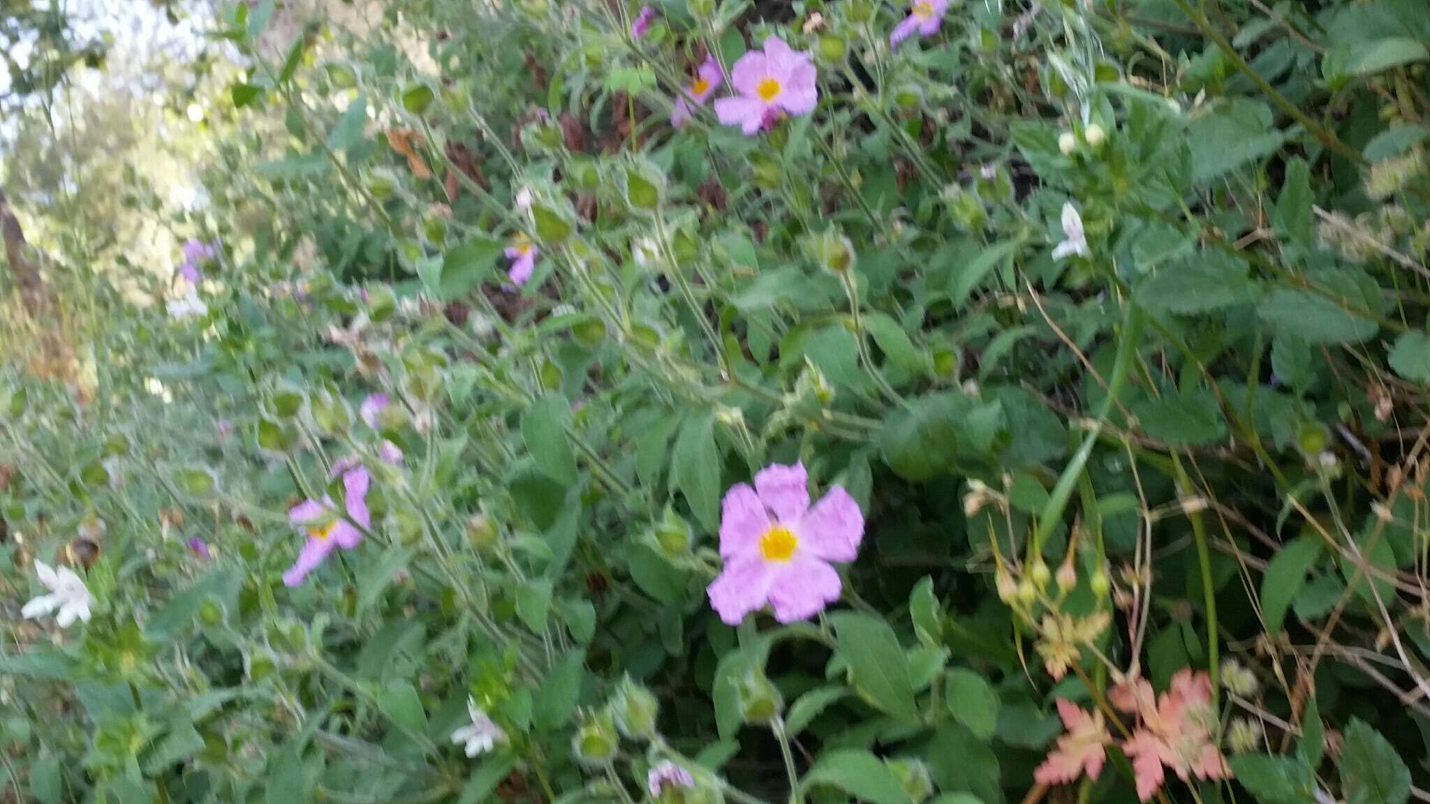 Image of Cistus creticus L.