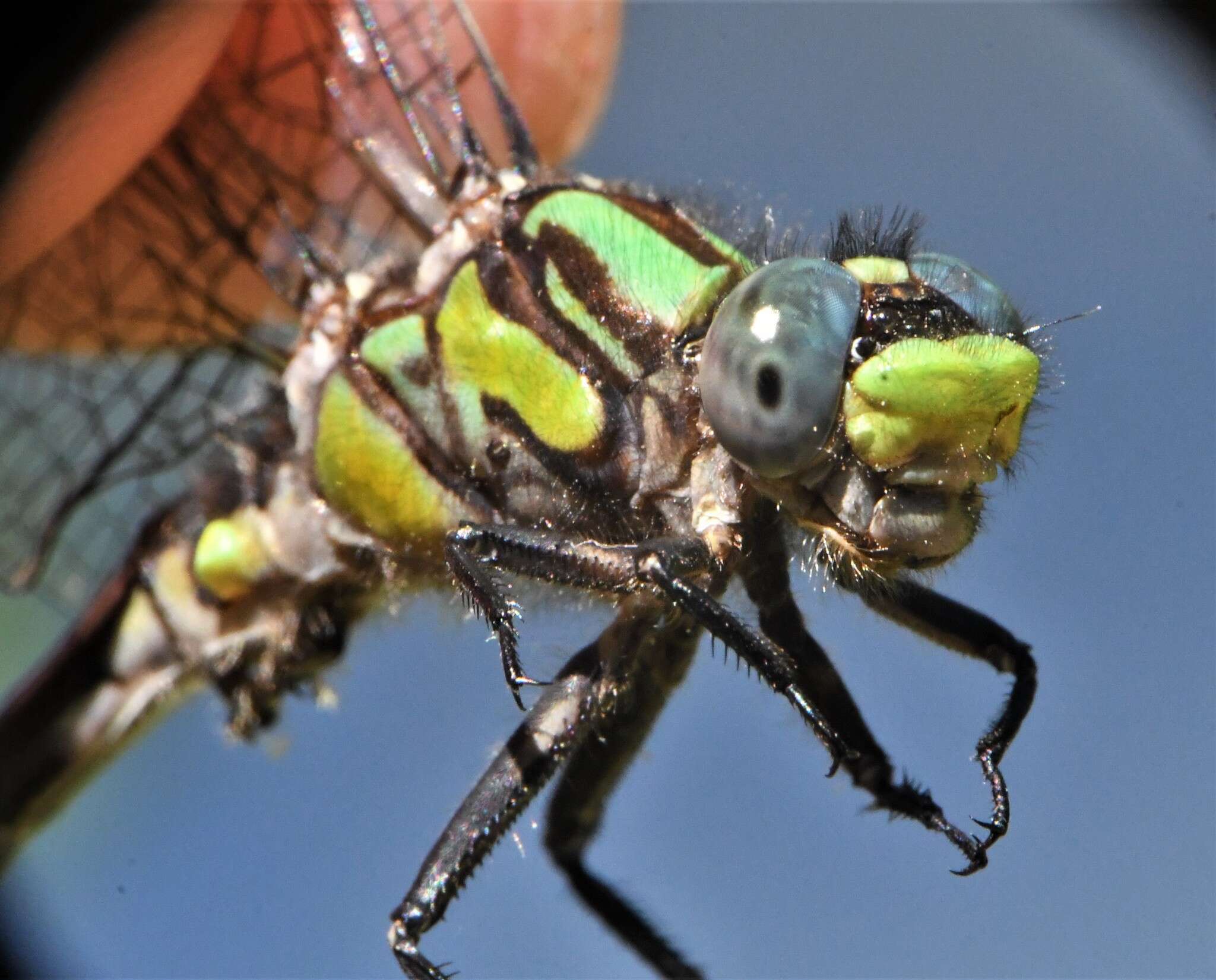 صورة Ophiogomphus susbehcha Vogt & Smith 1993