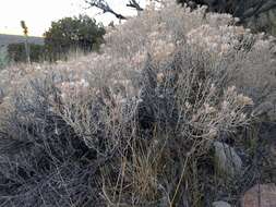 Image of striped cottonthorn