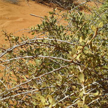 Imagem de Scaevola spinescens R. Br.