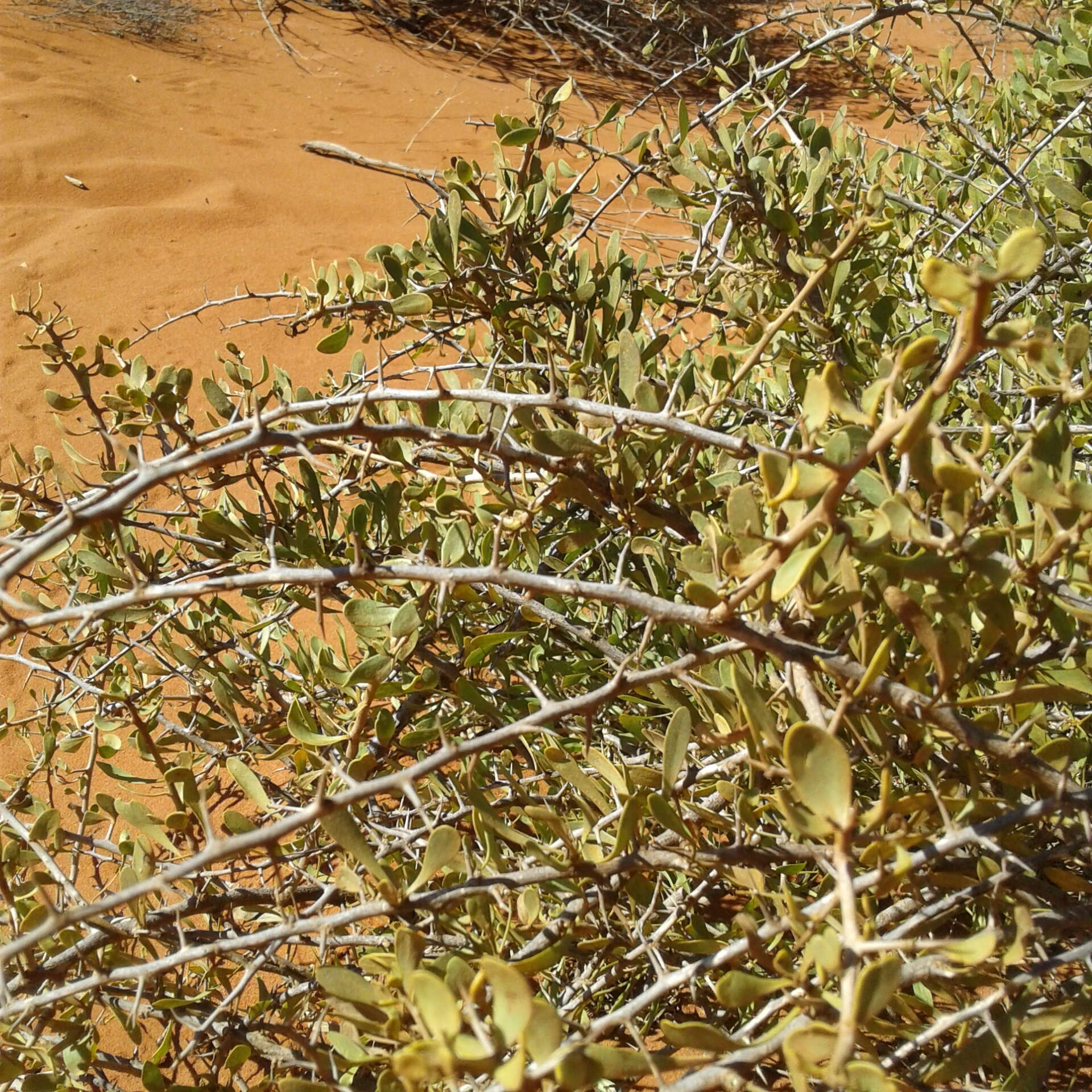 Imagem de Scaevola spinescens R. Br.