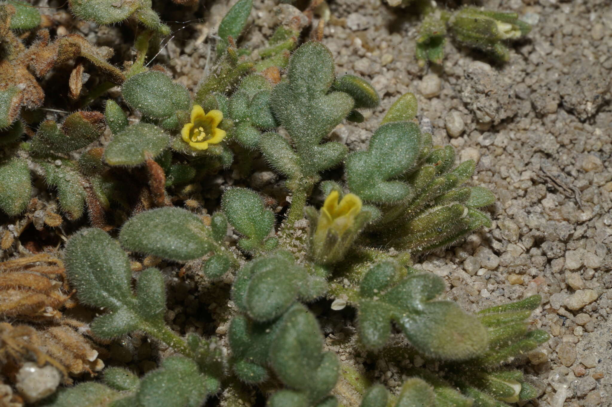 Image of Playa Yellow Scorpion-Weed