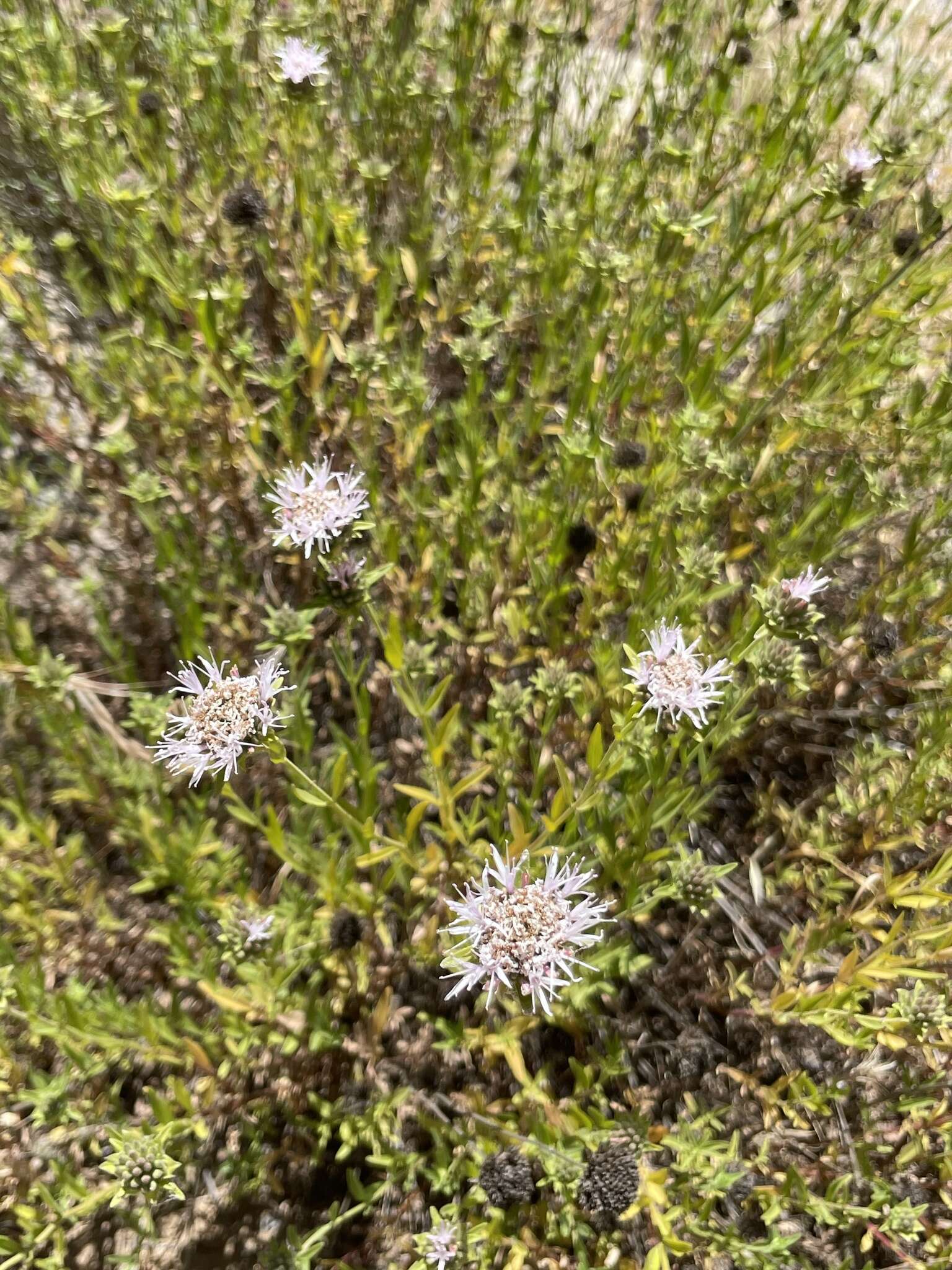 Image of Monardella stoneana Elvin & A. C. Sanders