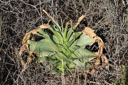 Image de Crinum buphanoides Welw. ex Baker