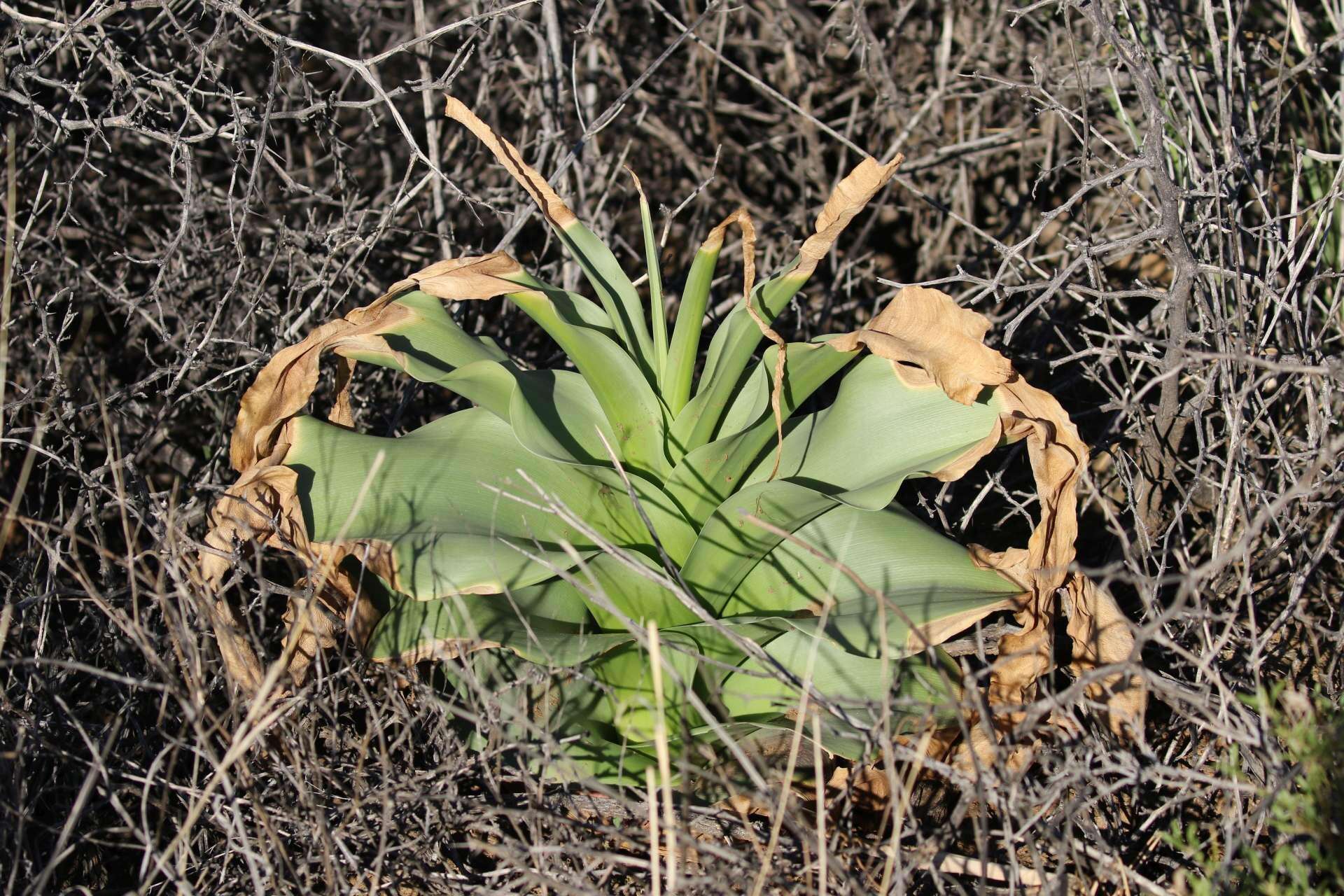 Image de Crinum buphanoides Welw. ex Baker