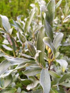 Image of Salix lapponum L.