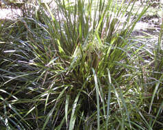 Image of Lomandra hystrix (R. Br.) L. R. Fraser & Vickery