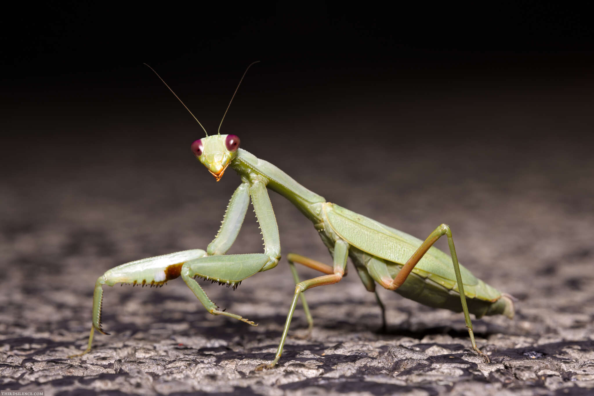 Image of Trachymantis dentifrons Stal 1877