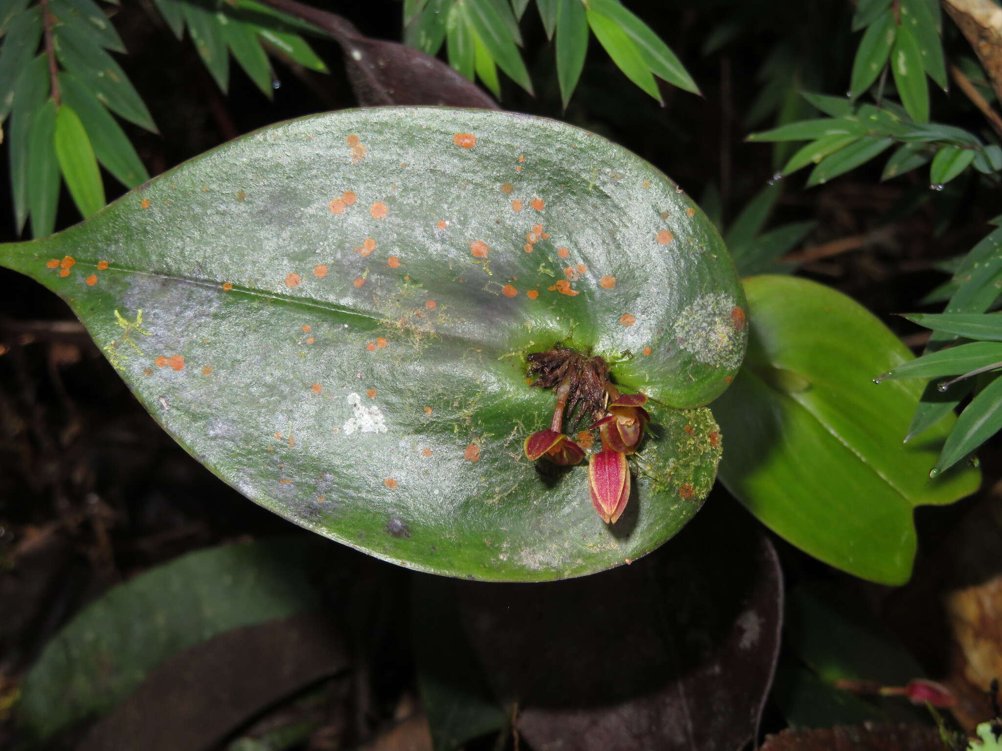 Image of Pleurothallis matudana C. Schweinf.