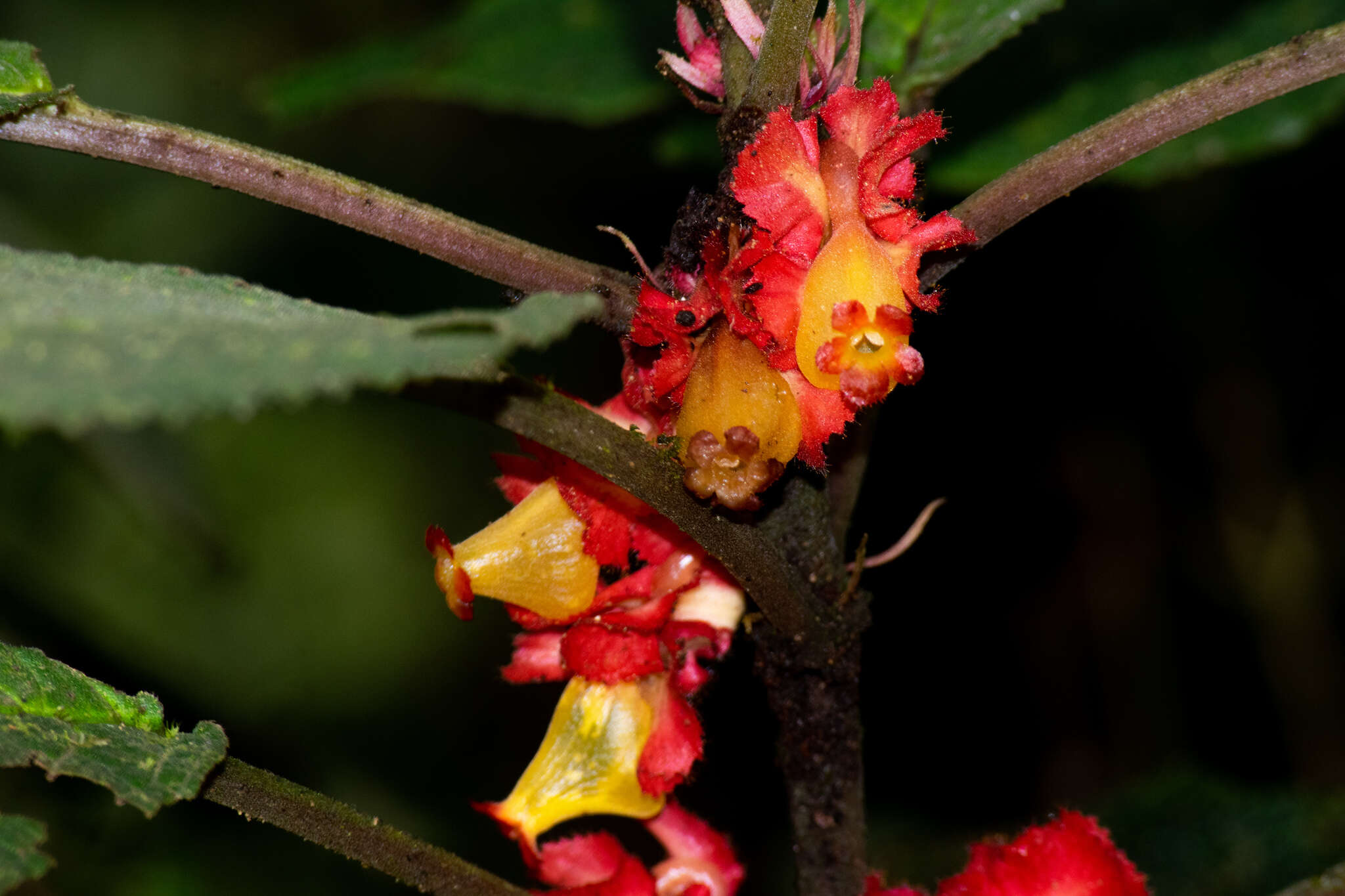 Image of Drymonia teuscheri (Raymond) J. L. Clark