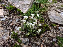 Image of Androsace adfinis subsp. puberula (Jordan & Fourr.) Kress