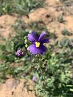 Image of Nemesia leipoldtii Hiern