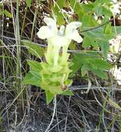 Scutellaria supina L.的圖片