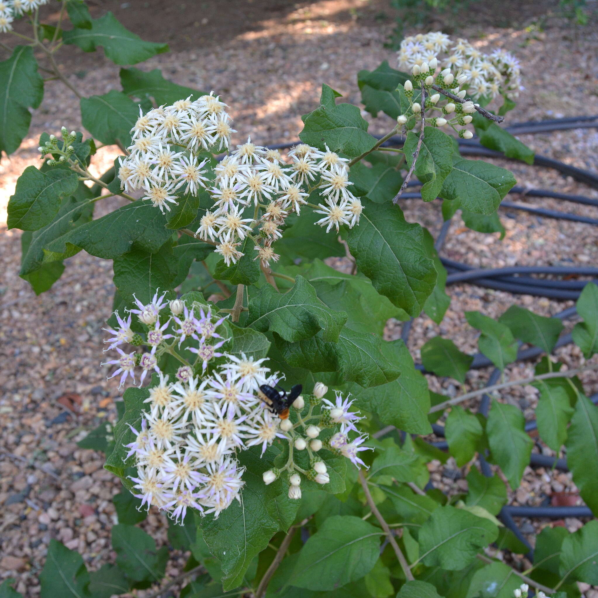 Image of Lowveld veronia