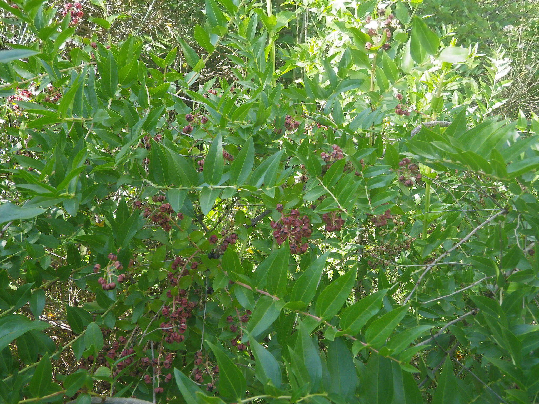 Image of Coriaria myrtifolia L.