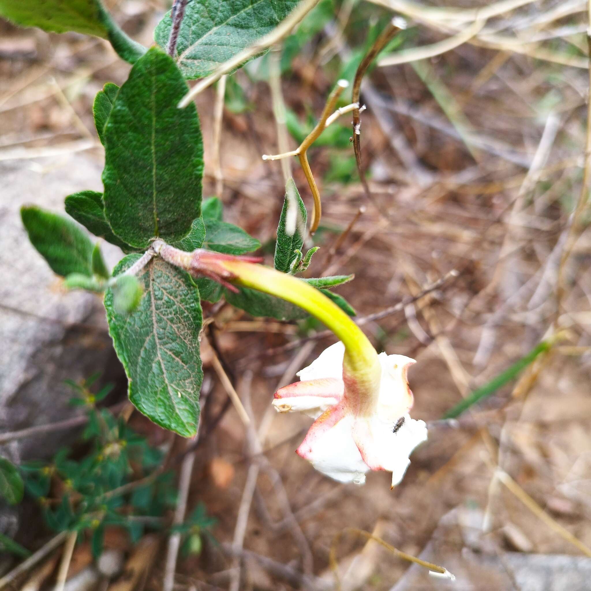 Plancia ëd Mandevilla oaxacensis (Henrickson) L. O. Alvarado & J. F. Morales