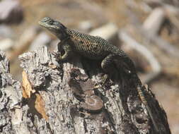 Image of Sceloporus jarrovii jarrovii Cope 1875