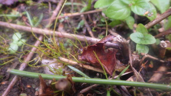 Image of Pillwort