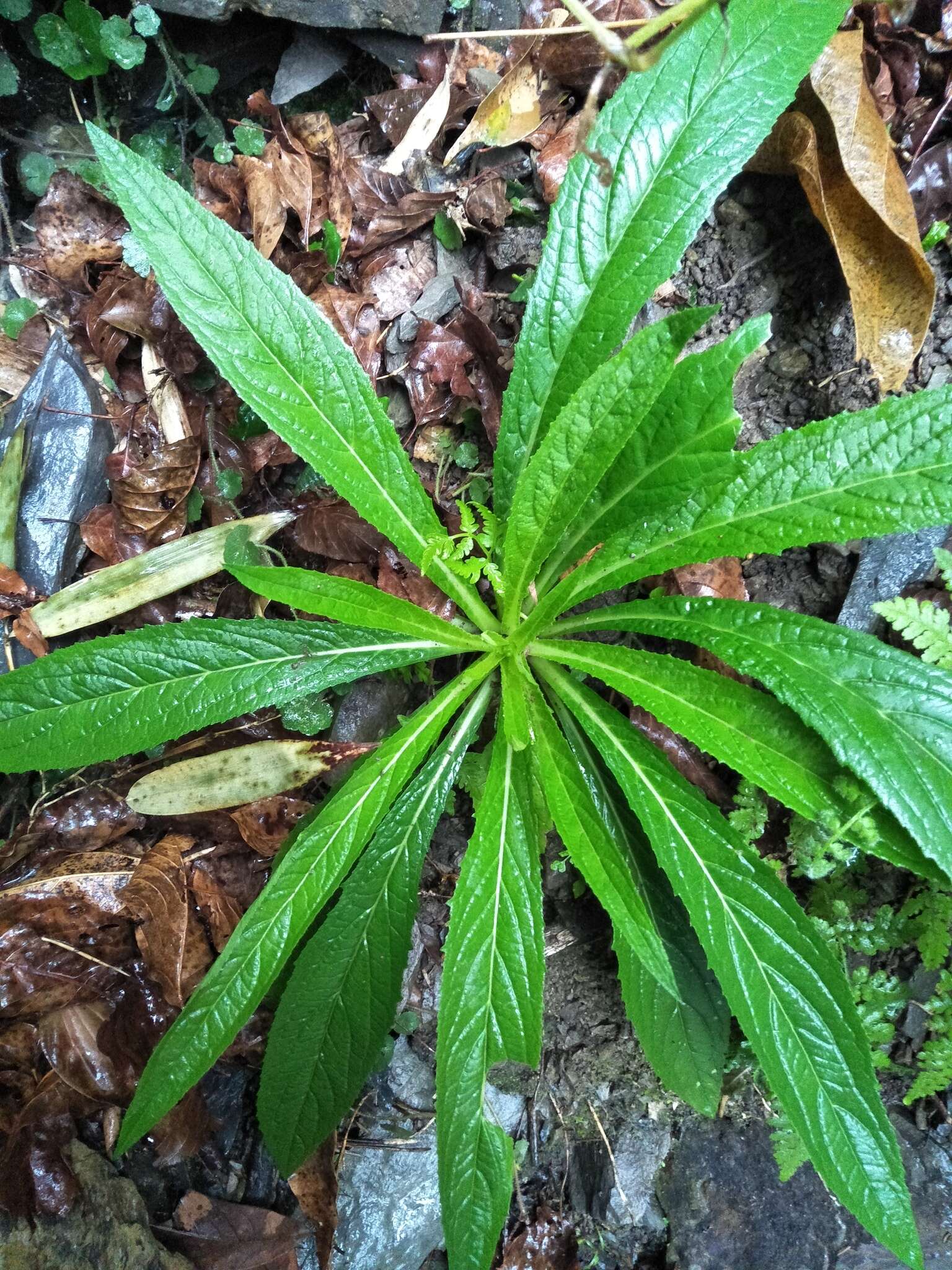 Image of Lobelia seguinii H. Lév. & Vaniot