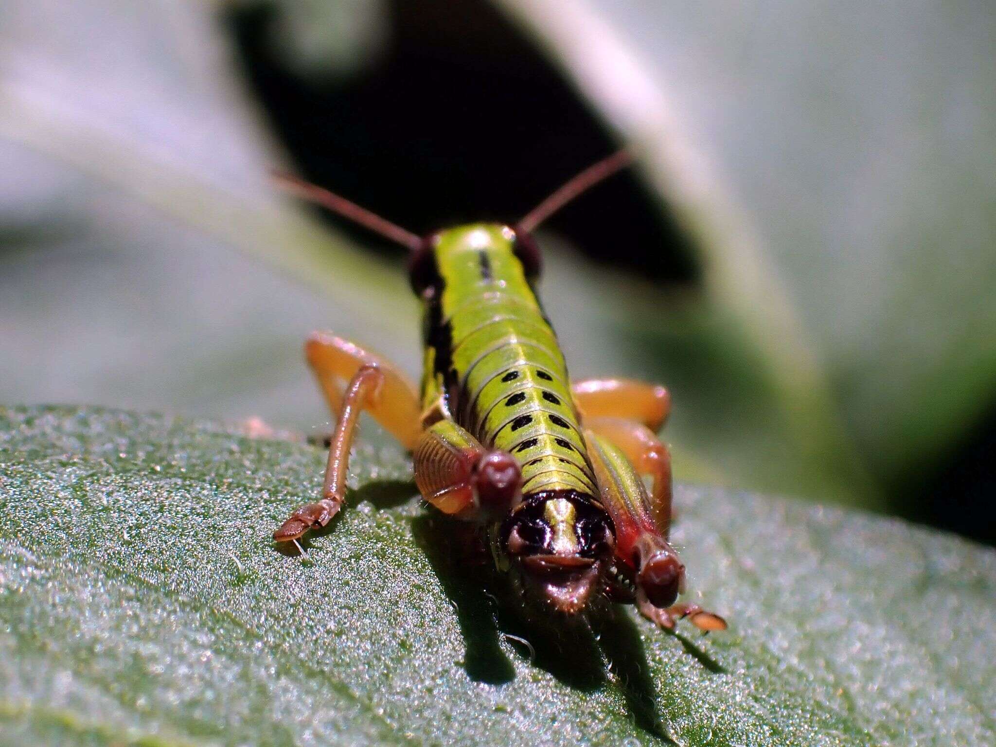 Imagem de Micropodisma salamandra (Fischer 1853)