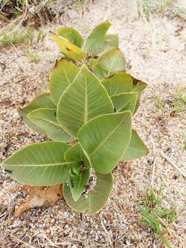 Asclepias aequicornu Fourn.的圖片