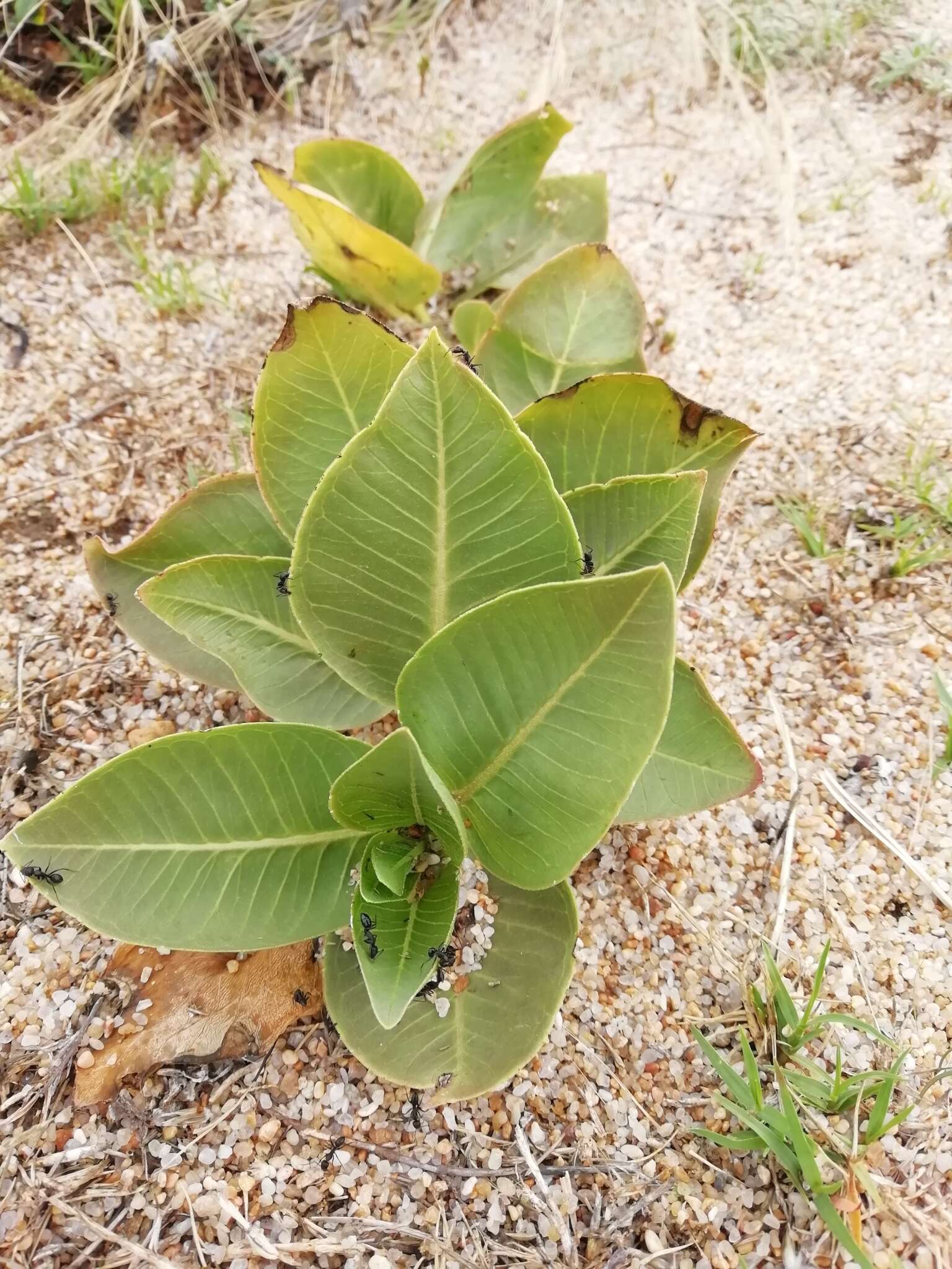 Asclepias aequicornu Fourn.的圖片