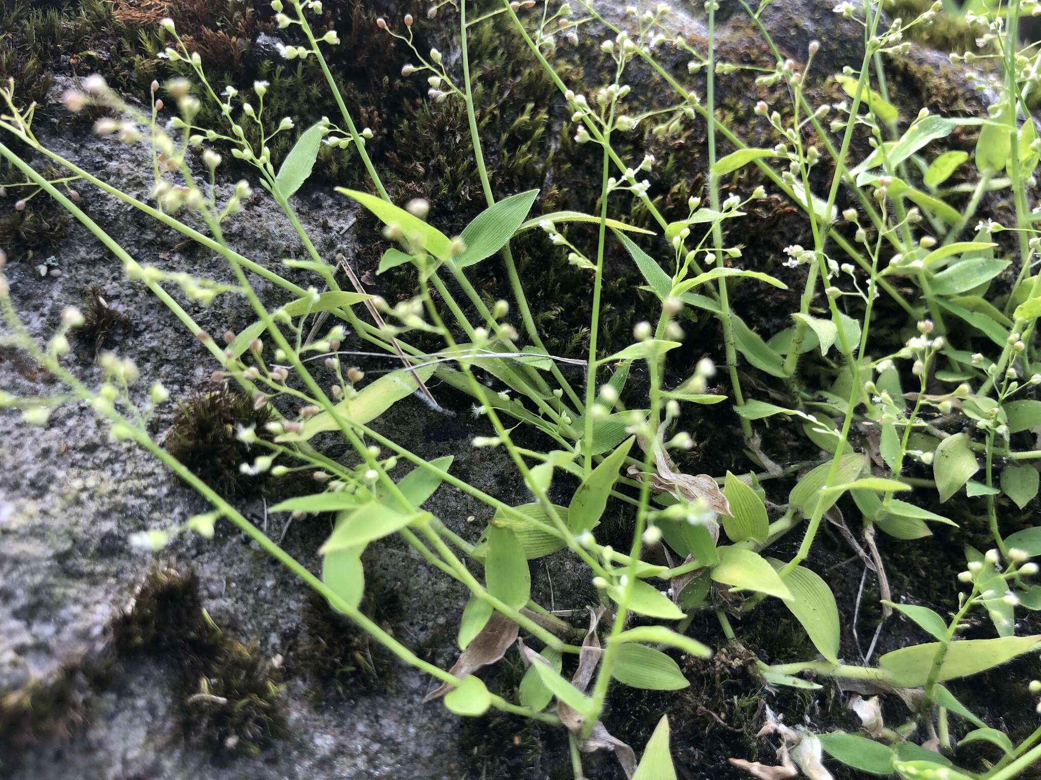 Image of Isachne myosotis Nees