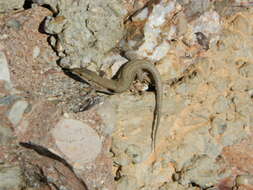 Image of Columbretes Wall Lizard