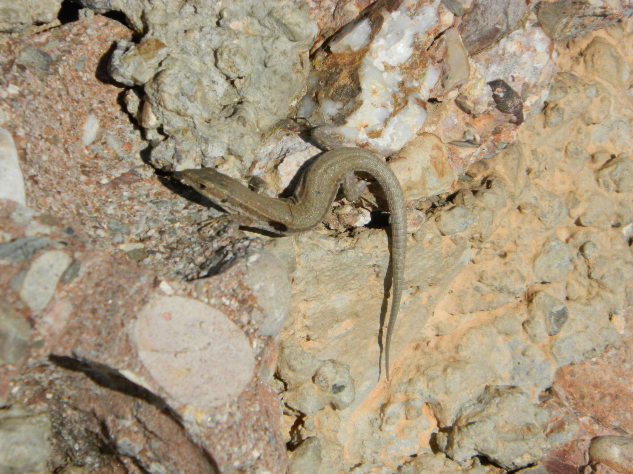 Image of Columbretes Wall Lizard