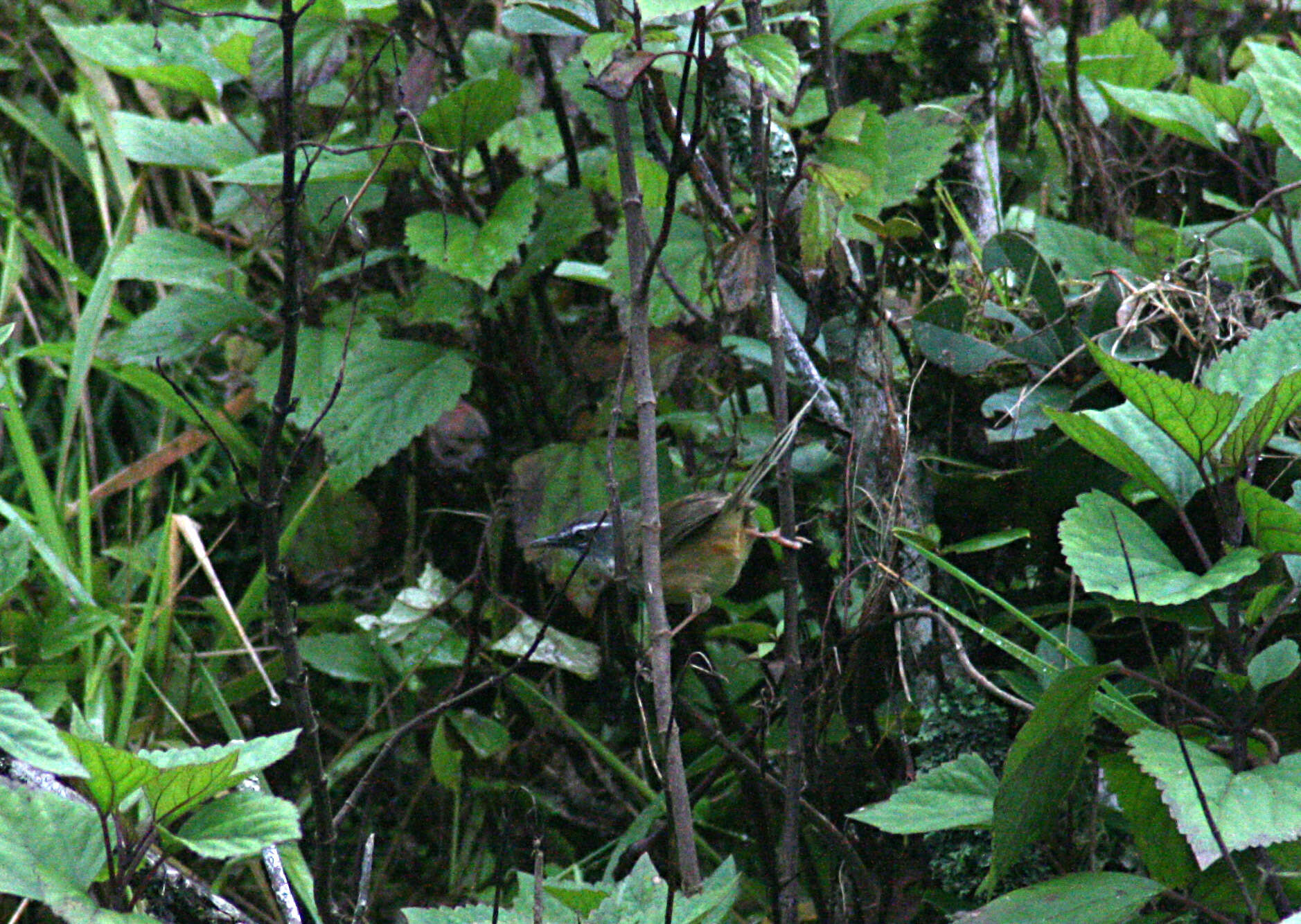 Image of Hill Prinia