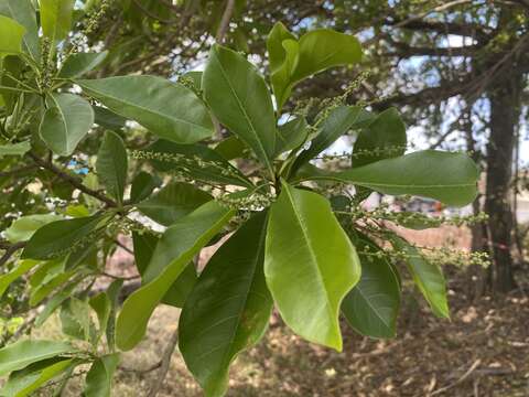 Terminalia microcarpa Decne.的圖片