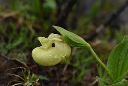 Image of Yellow Cypripedium