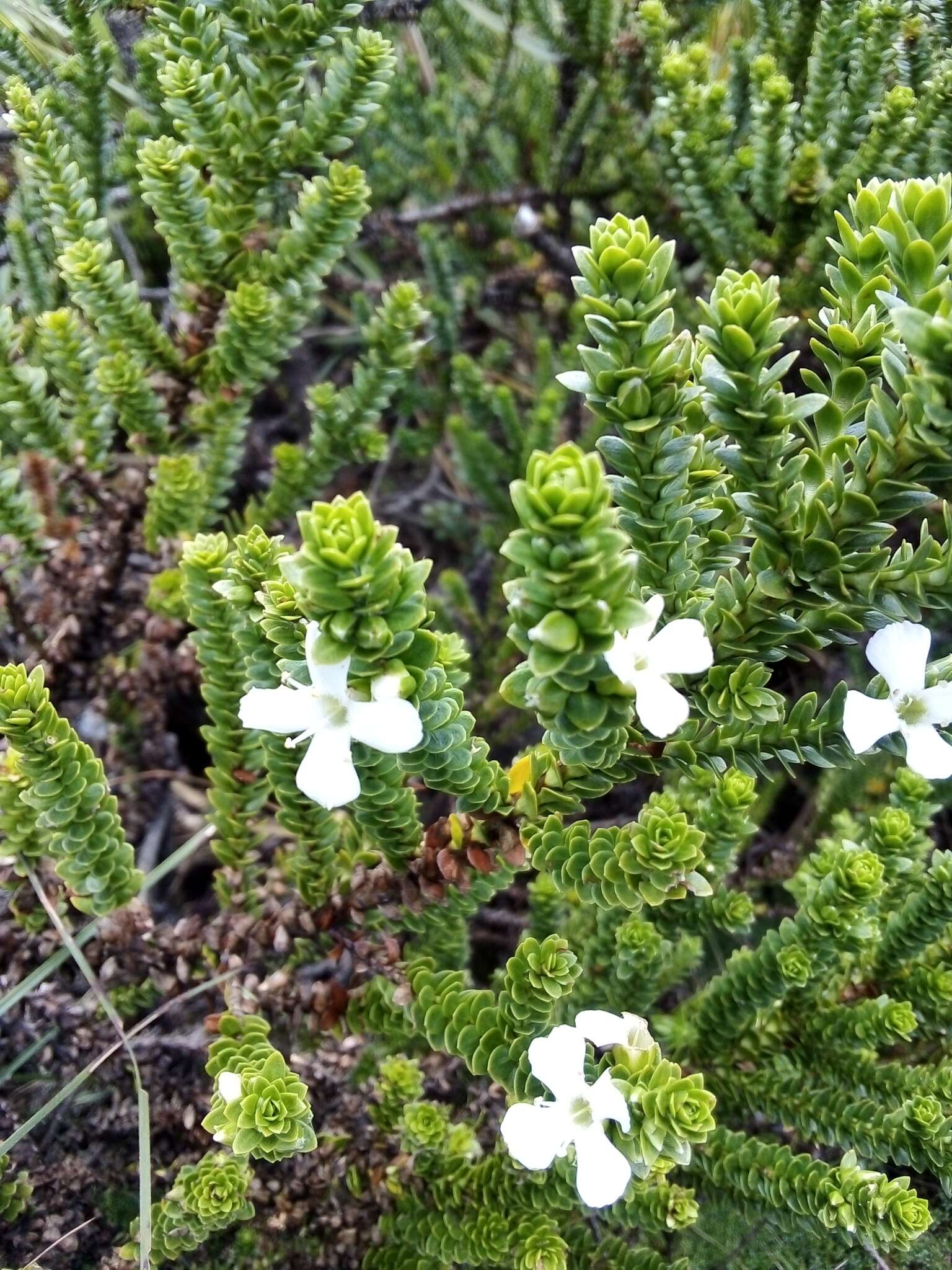 صورة Aragoa dugandii Romero