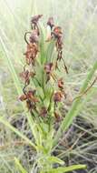 Image of Habenaria epipactidea Rchb. fil.